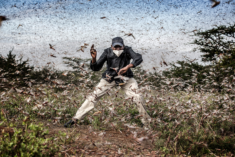 Herny Lenayasa, a Samburu man and chief of the settlement of Archers Post tries to scare away a massive swarm of locust ravaging an area next to Archers Post, Samburu County, Kenya on April 24, 2020.

A locust plague fueled by unpredictable weather p